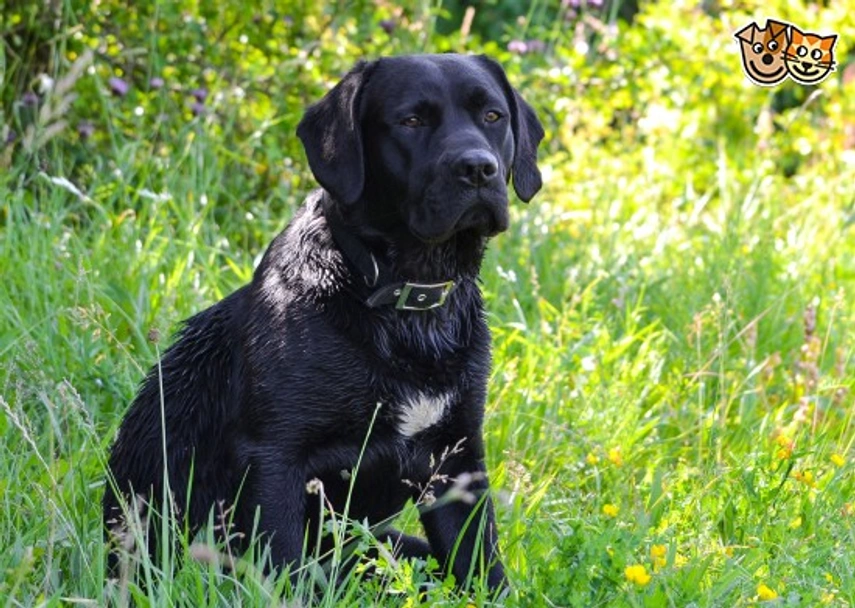 Springador Dogs Ras: Karakter, Levensduur & Prijs | Puppyplaats