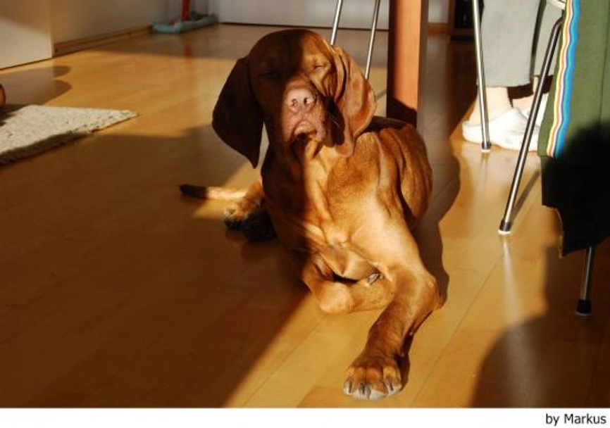 Vizsla korthaar Dogs Ras: Karakter, Levensduur & Prijs | Puppyplaats