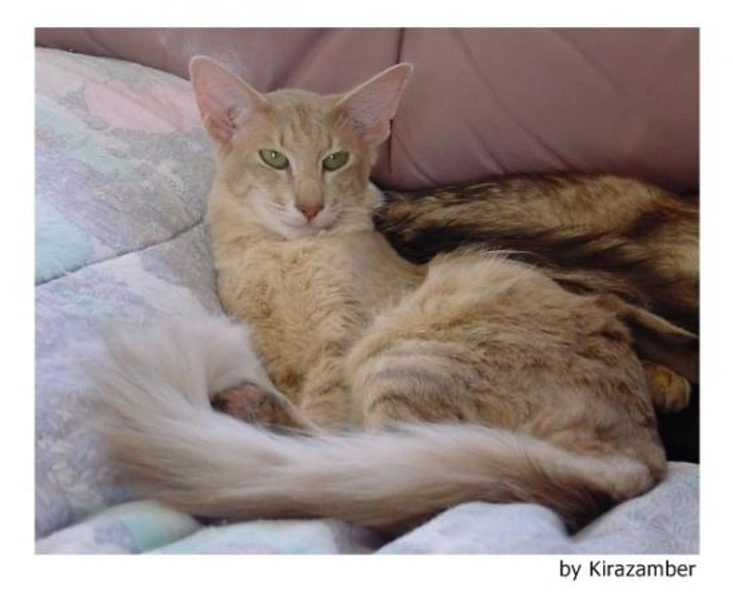 Javanés Cats Raza - Características, Fotos & Precio | MundoAnimalia