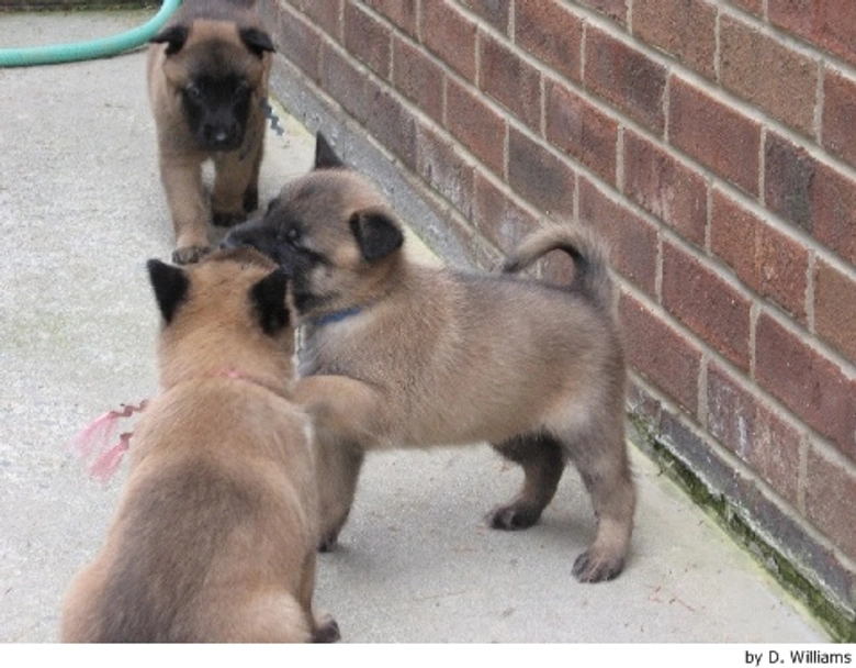 Mechelse Herder Dogs Ras: Karakter, Levensduur & Prijs | Puppyplaats