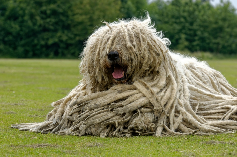 Komondor Dogs Raza - Características, Fotos & Precio | MundoAnimalia
