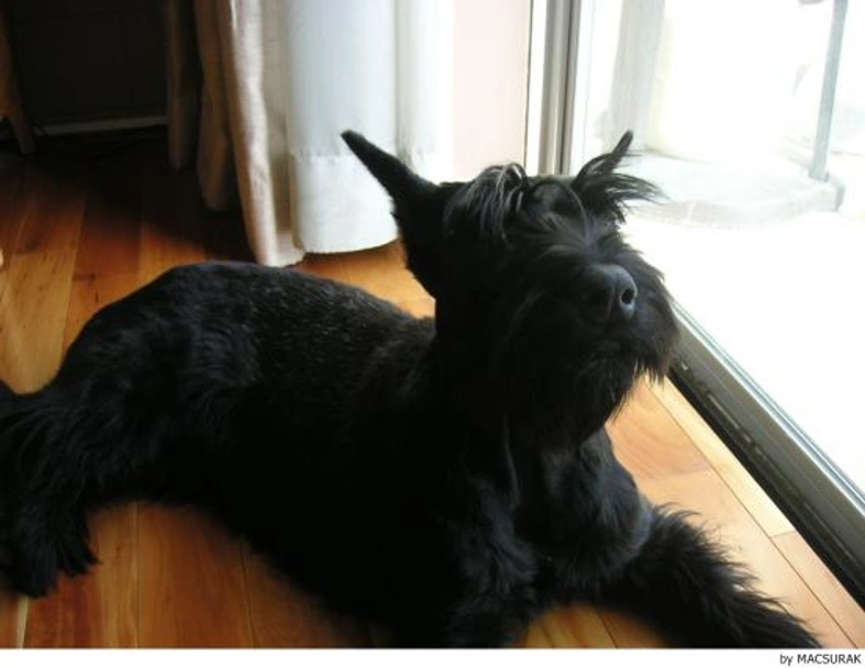 Riesenschnauzer Dogs Ras: Karakter, Levensduur & Prijs | Puppyplaats