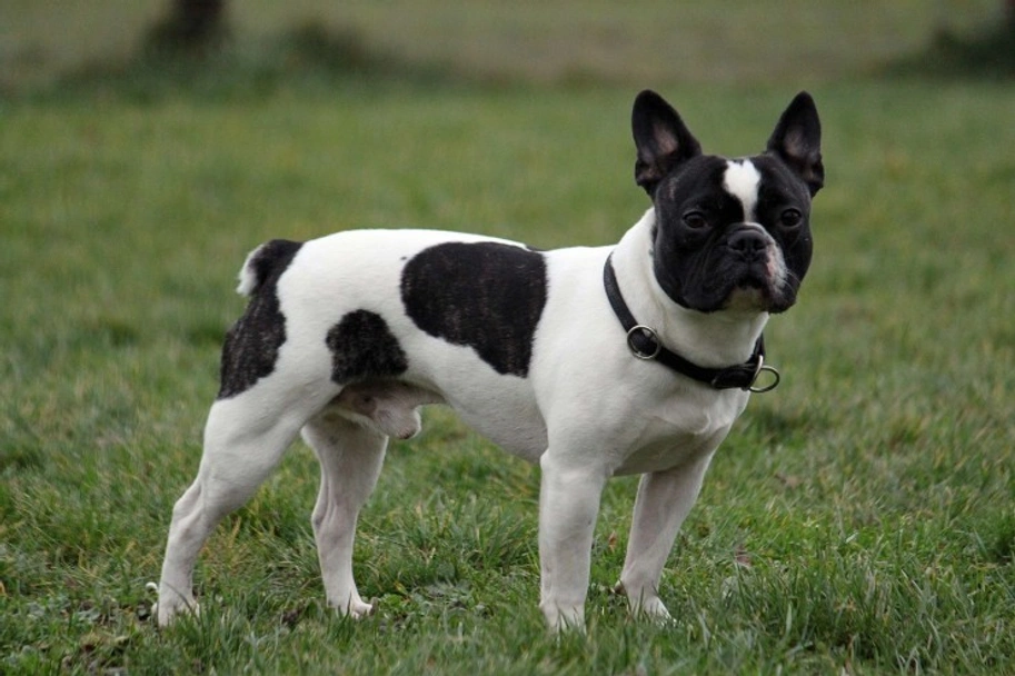 French Bulldog Dogs Breed - Information, Temperament, Size & Price | Lancaster Puppies