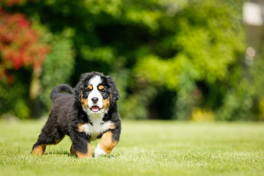 Bernese Mountain Dog Dogs Breed - Information, Temperament, Size & Price | Pets4Homes