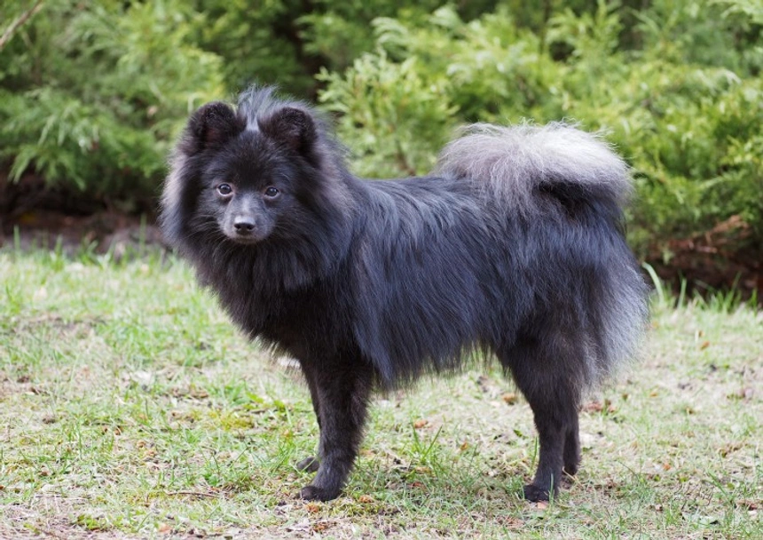German Spitz Dogs Breed - Information, Temperament, Size & Price | Pets4Homes