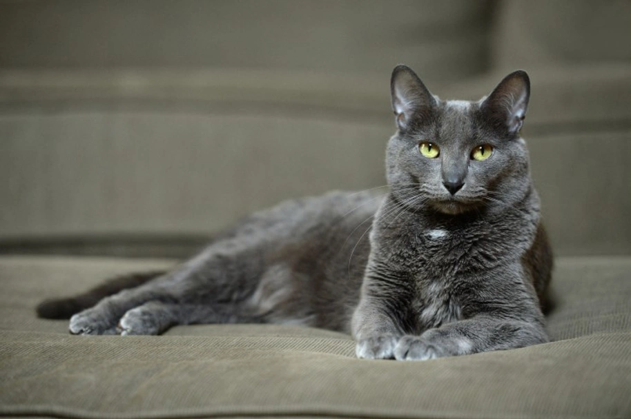 Korat Cats Breed - Information, Temperament, Size & Price | Pets4Homes