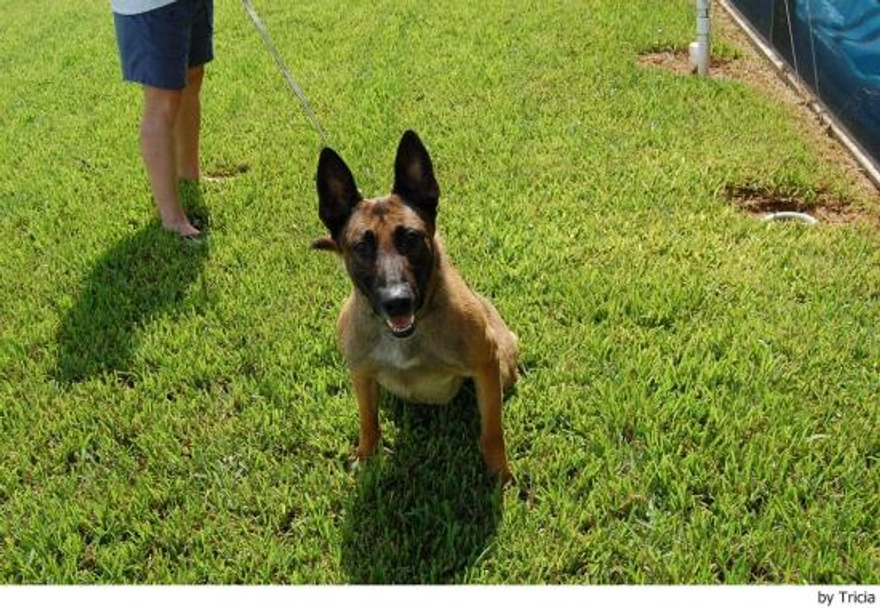 Mechelse Herder Dogs Ras: Karakter, Levensduur & Prijs | Puppyplaats