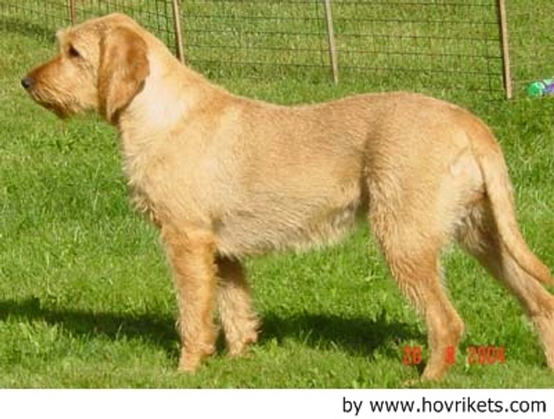 Griffon Fauve de Bretagne Dogs Raza - Características, Fotos & Precio | MundoAnimalia