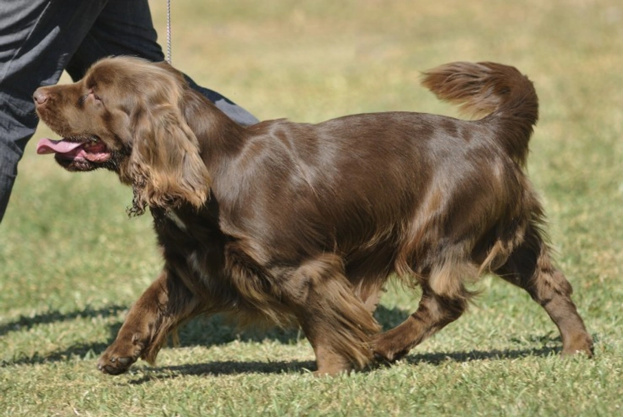 Sussex Spaniel Dogs Ras: Karakter, Levensduur & Prijs | Puppyplaats
