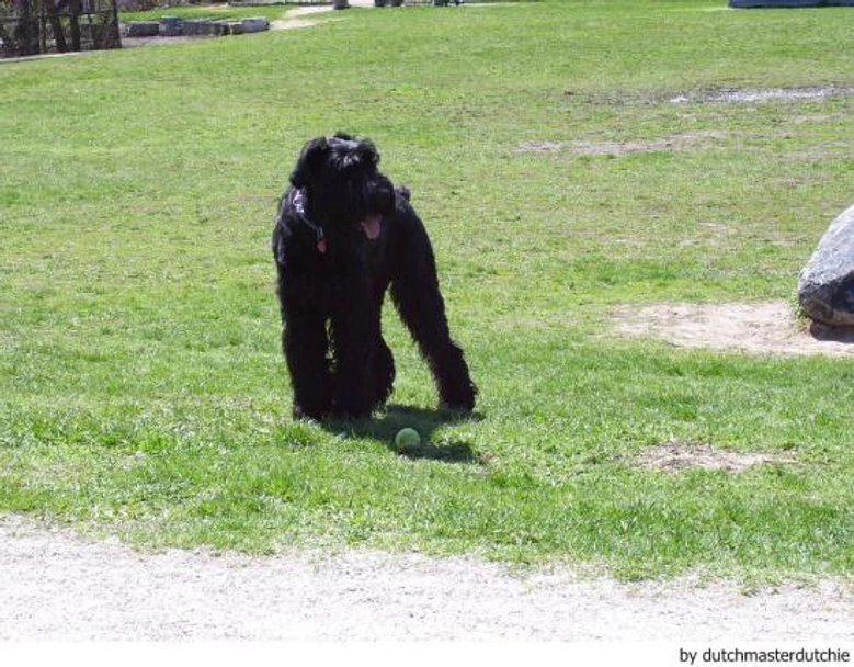 Riesenschnauzer Dogs Ras: Karakter, Levensduur & Prijs | Puppyplaats