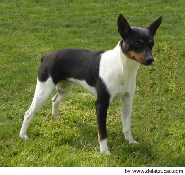 Gos Rater Valencià Dogs Raza - Características, Fotos & Precio | MundoAnimalia