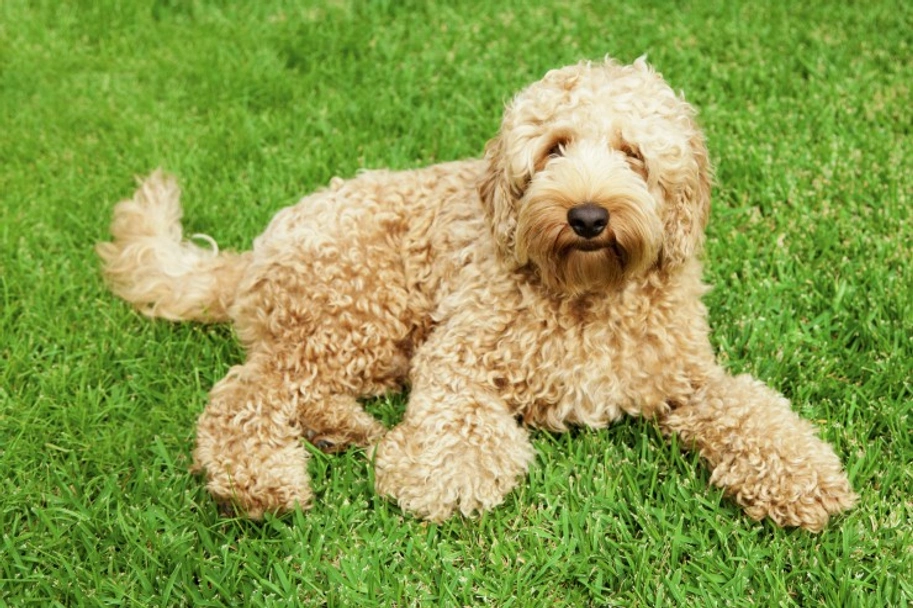 Labradoodle Dogs Breed - Information, Temperament, Size & Price | Pets4Homes