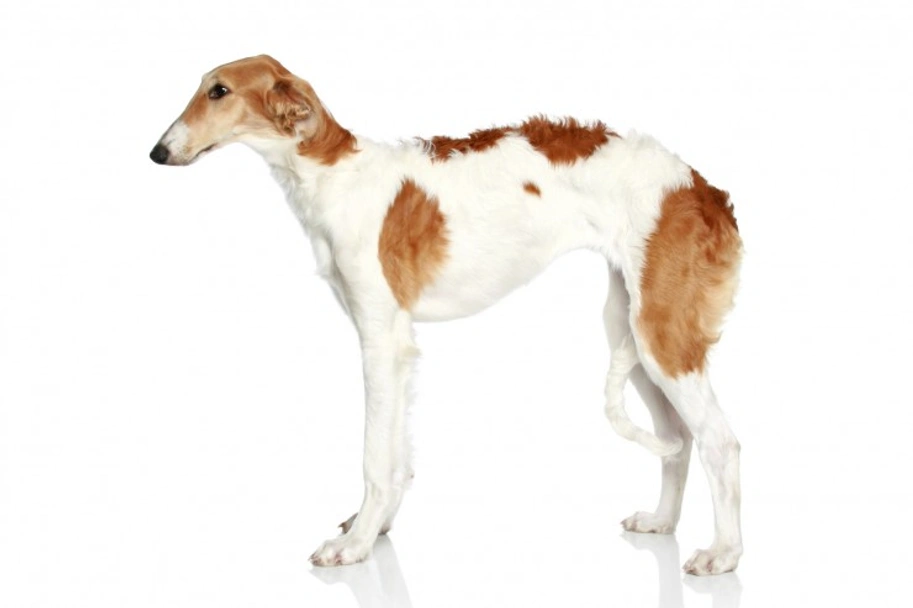 Borzoi Dogs Breed - Information, Temperament, Size & Price | Pets4Homes