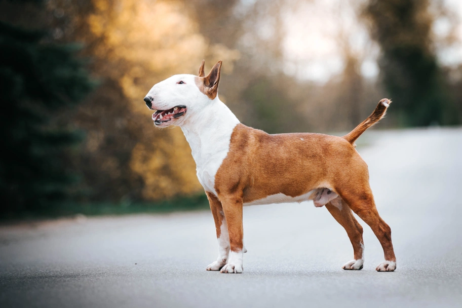 Bull terrier Dogs Razza - Prezzo, Temperamento & Foto | AnnunciAnimali