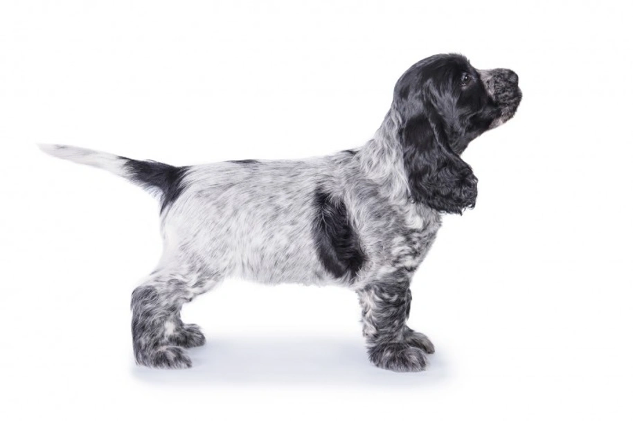 Cocker Spaniel Dogs Breed - Information, Temperament, Size & Price | Pets4Homes
