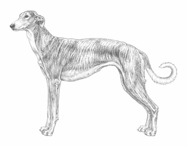 Levriero Dogs Razza - Prezzo, Temperamento & Foto | AnnunciAnimali