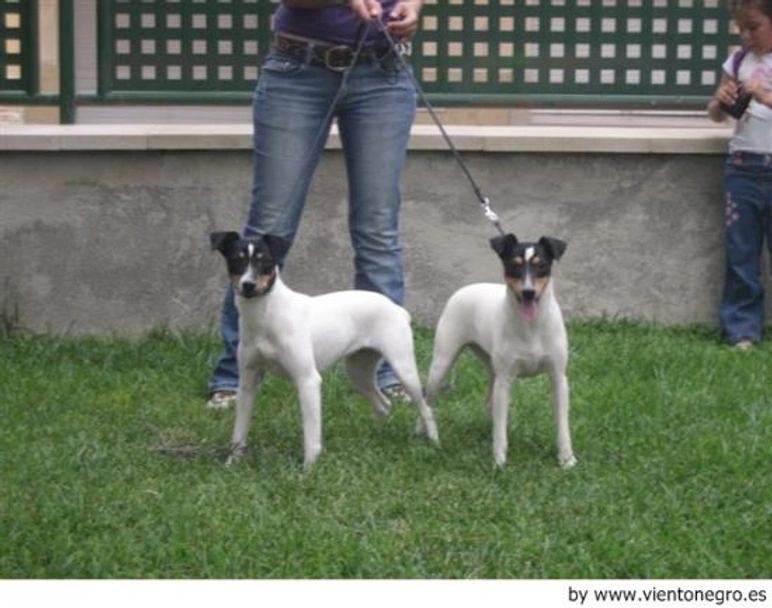 Ratonero Bodeguero Andaluz Dogs Raza - Características, Fotos & Precio | MundoAnimalia