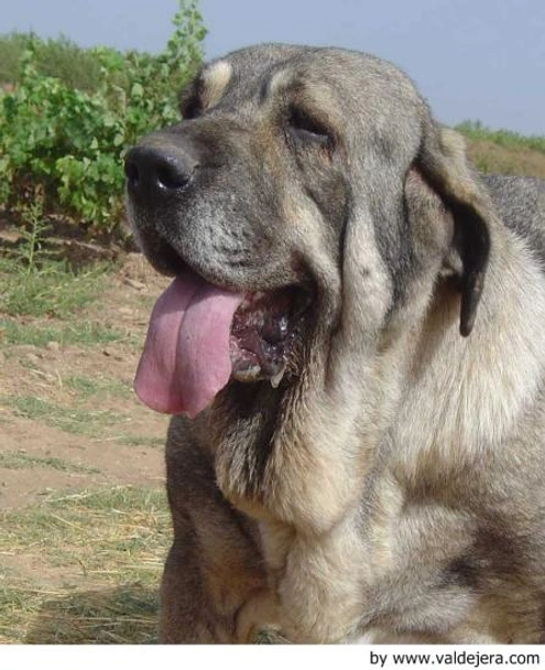 Mastín Español Dogs Raza - Características, Fotos & Precio | MundoAnimalia