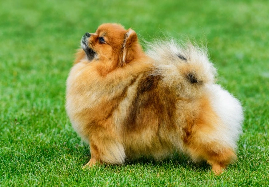 Pomeranian Dogs Breed - Information, Temperament, Size & Price | Pets4Homes