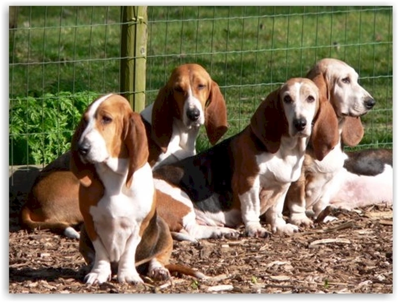 Basset Artésien Normand Dogs Ras: Karakter, Levensduur & Prijs | Puppyplaats