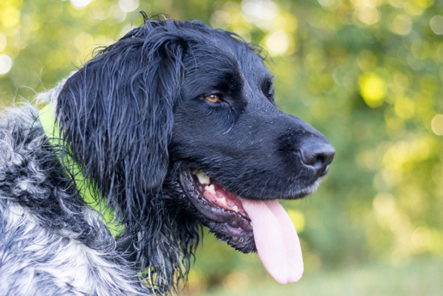 Grote Münsterländer Dogs Ras: Karakter, Levensduur & Prijs | Puppyplaats