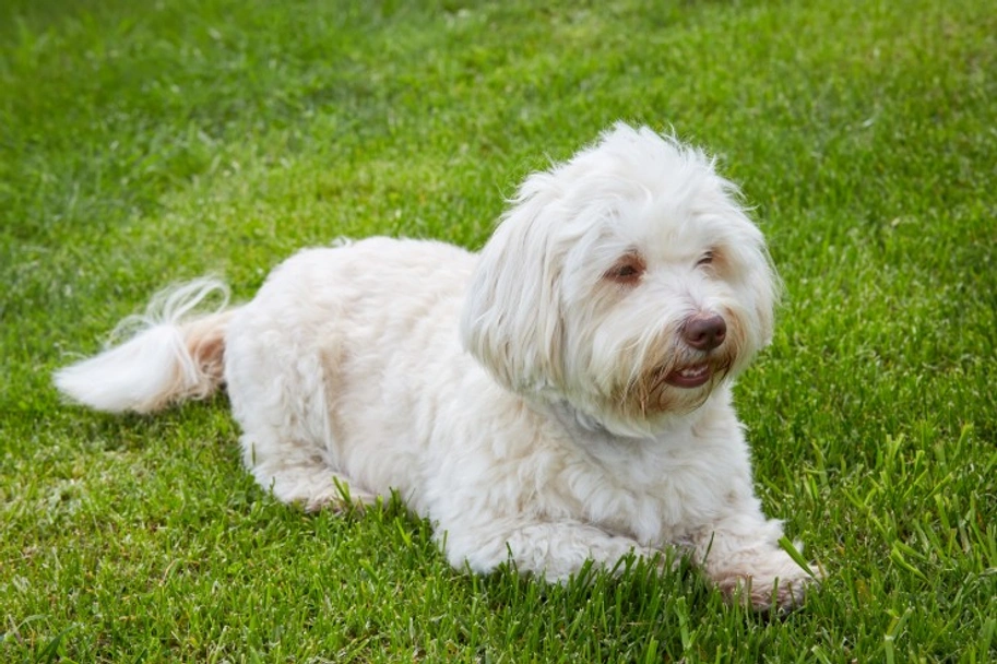 Havanese Dogs Breed - Information, Temperament, Size & Price | Lancaster Puppies