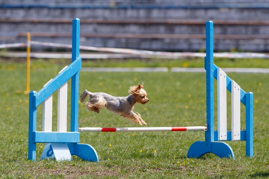 Yorkshire Terrier Dogs Raza - Características, Fotos & Precio | MundoAnimalia