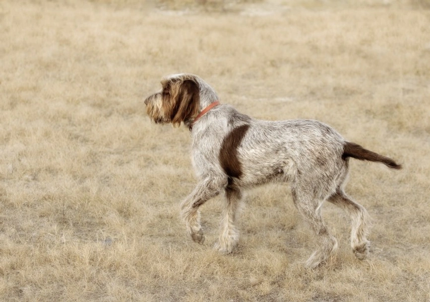 Italian Spinone Dogs Breed - Information, Temperament, Size & Price | Lancaster Puppies