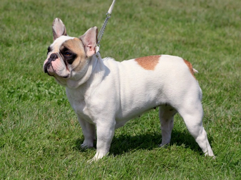 French Bulldog Dogs Breed - Information, Temperament, Size & Price | Lancaster Puppies