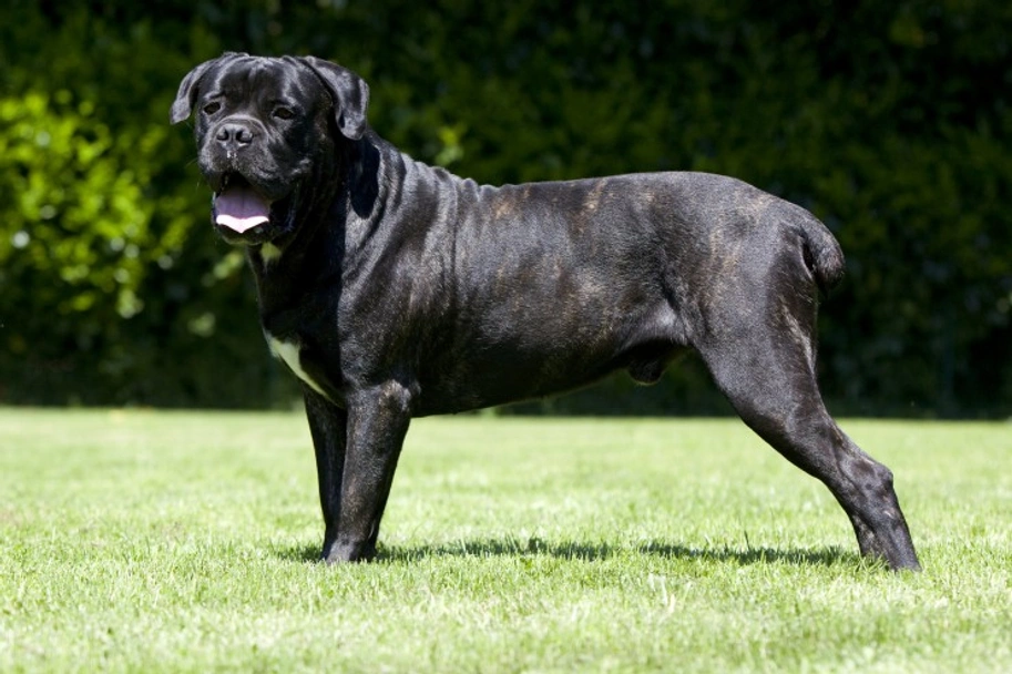 Cane Corso Dogs Raza - Características, Fotos & Precio | MundoAnimalia
