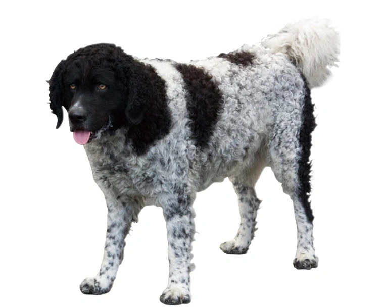 Wetterhoun Dogs Ras: Karakter, Levensduur & Prijs | Puppyplaats