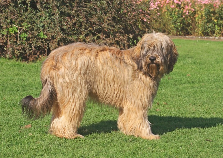 Catalan Sheepdog Dogs Breed - Information, Temperament, Size & Price | Pets4Homes
