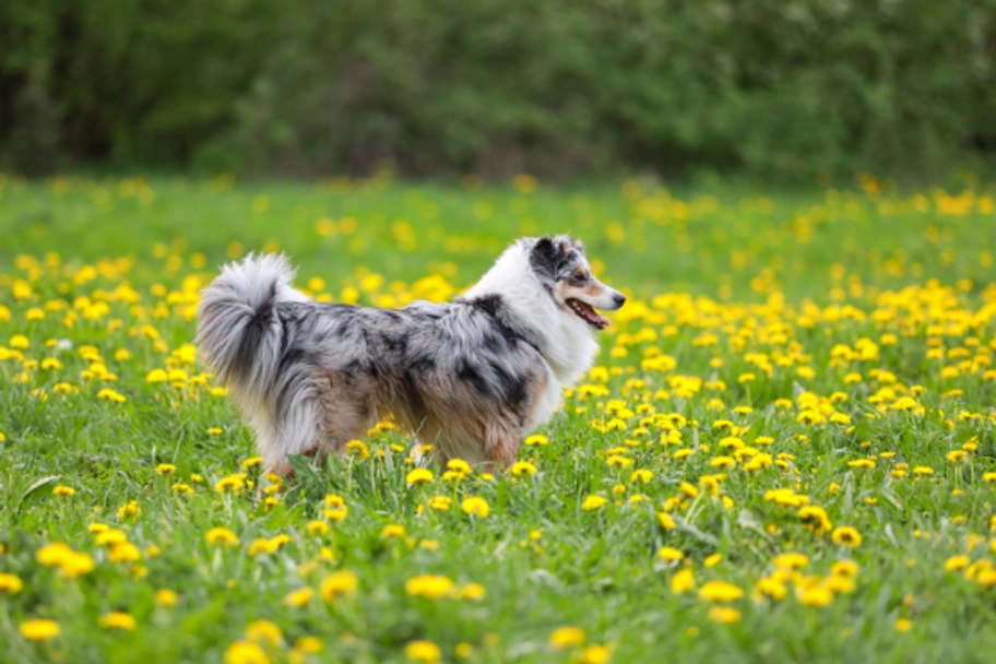 Shetland Sheepdog Dogs Breed - Information, Temperament, Size & Price | Lancaster Puppies