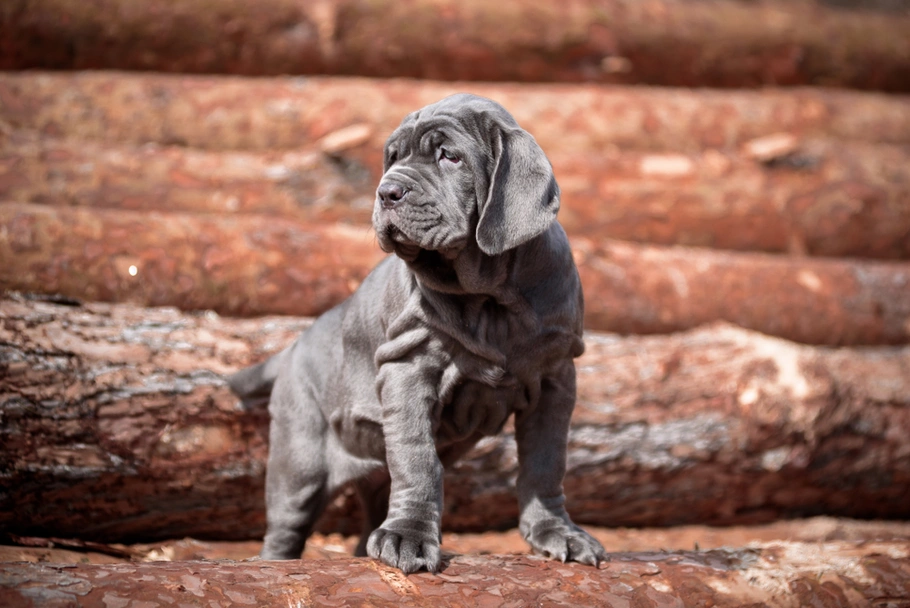Neapolitan Mastiff Dogs Breed - Information, Temperament, Size & Price | Pets4Homes