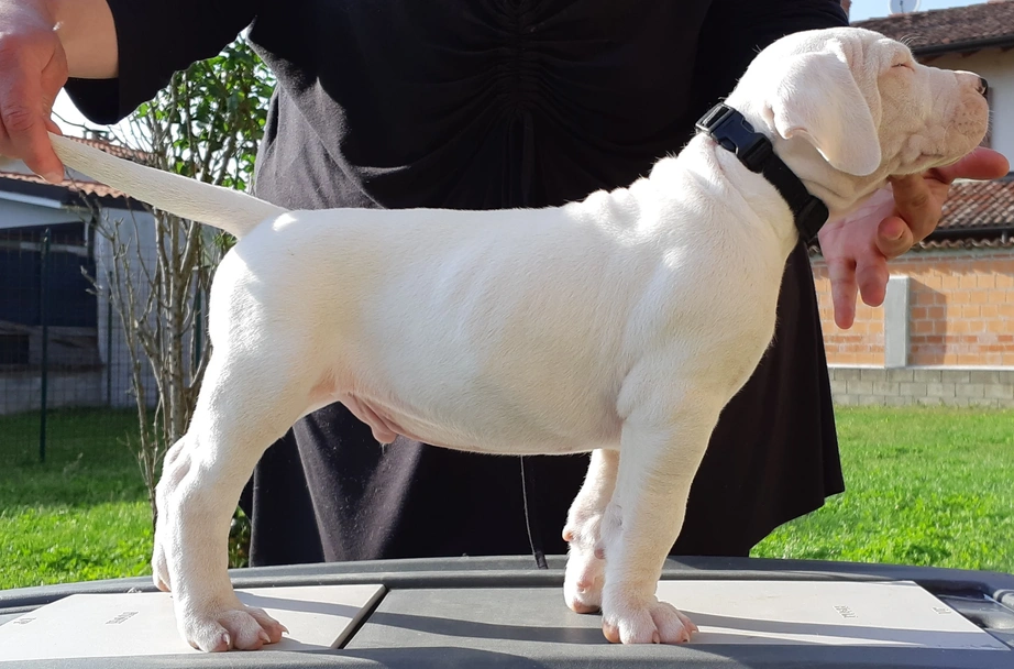 Dogo argentino Dogs Raza - Características, Fotos & Precio | MundoAnimalia