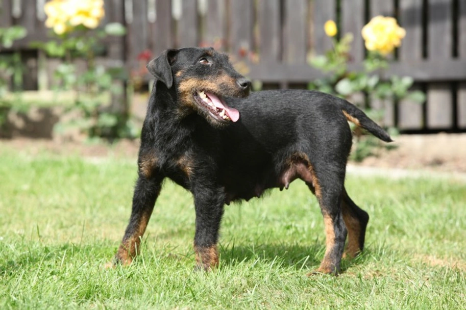 Jagdterrier Dogs Breed - Information, Temperament, Size & Price | Pets4Homes