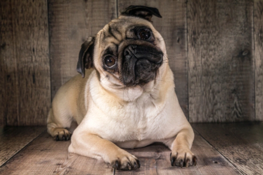 Pug Dogs Breed - Information, Temperament, Size & Price | Pets4Homes