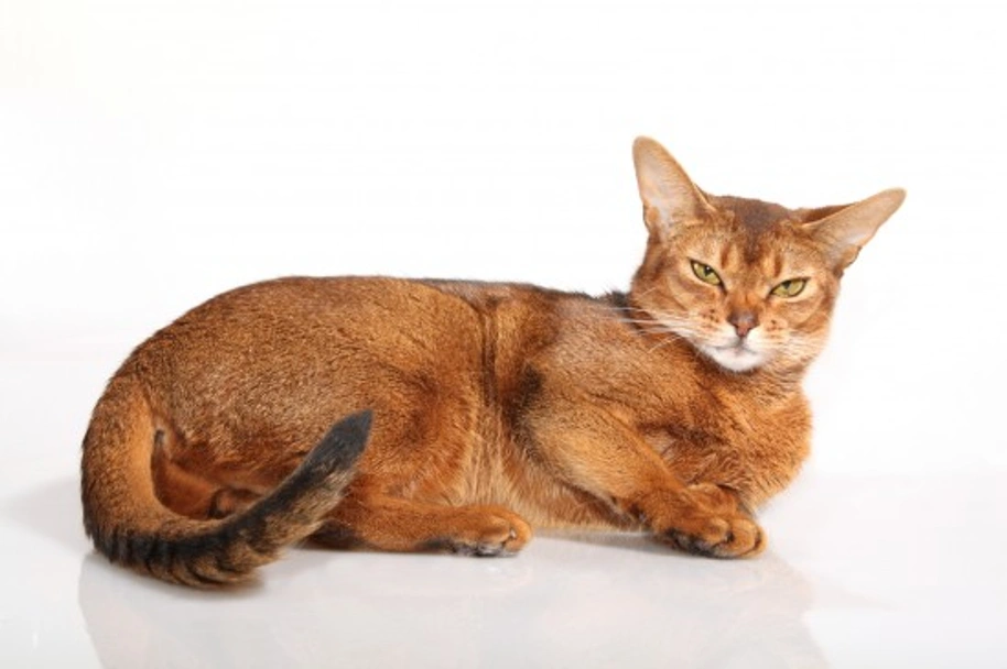 Abyssinian Cats Breed - Information, Temperament, Size & Price | Pets4Homes