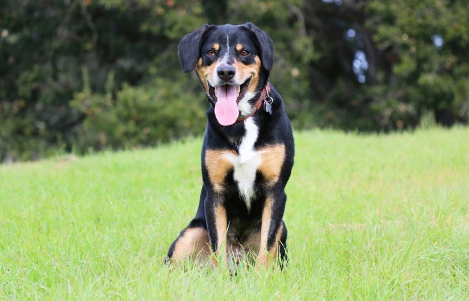 Entlebucher Mountain Dog Dogs Breed - Information, Temperament, Size & Price | Pets4Homes