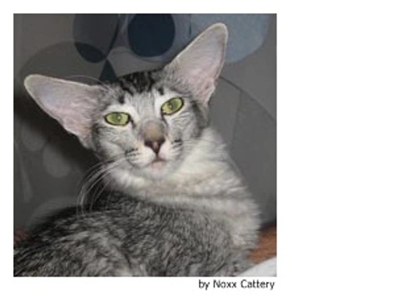 Javanés Cats Raza - Características, Fotos & Precio | MundoAnimalia