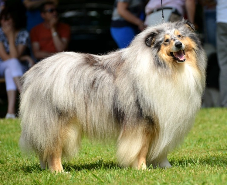 Rough Collie Dogs Breed - Information, Temperament, Size & Price | Pets4Homes