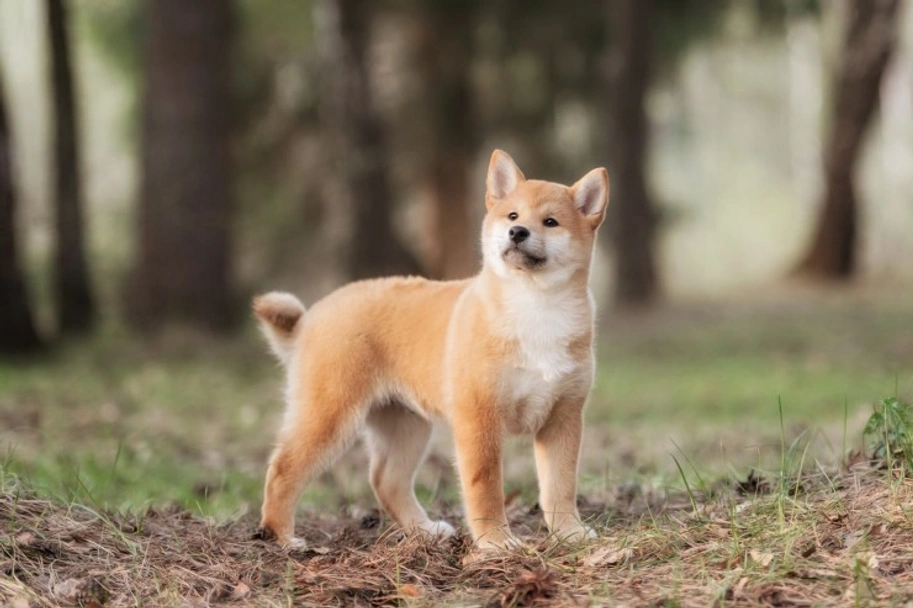 Japanese Shiba Inu Dogs Breed - Information, Temperament, Size & Price | Pets4Homes