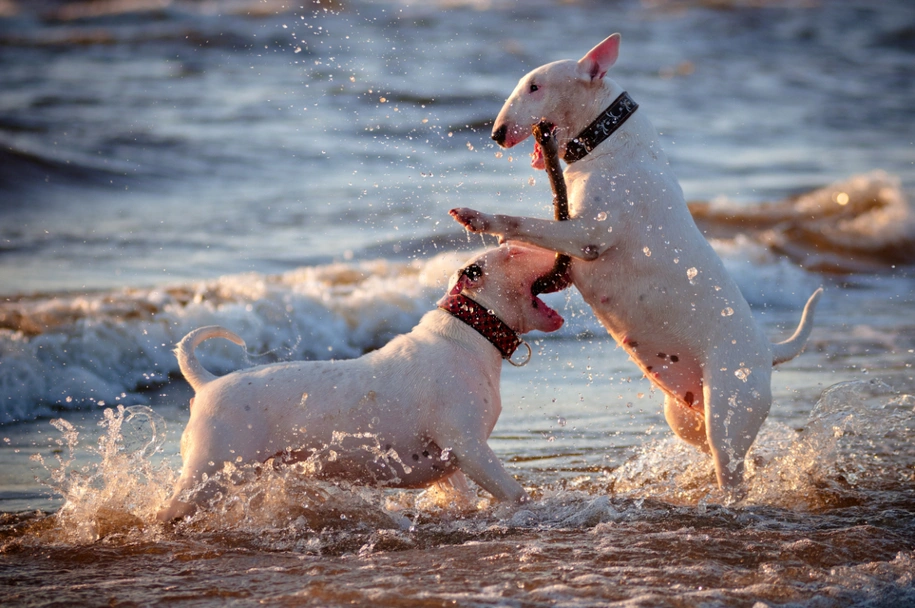Bull terrier Dogs Razza - Prezzo, Temperamento & Foto | AnnunciAnimali