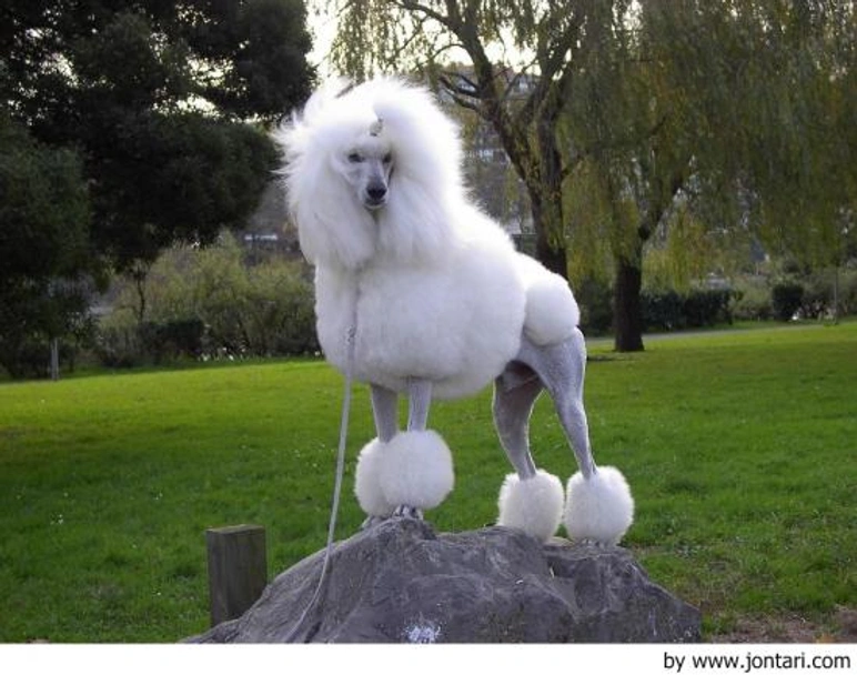 Caniche Gigante Dogs Raza - Características, Fotos & Precio | MundoAnimalia