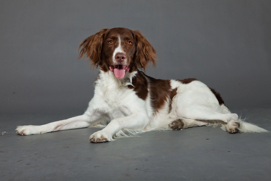 Perdiguero de Drente Dogs Raza - Características, Fotos & Precio | MundoAnimalia