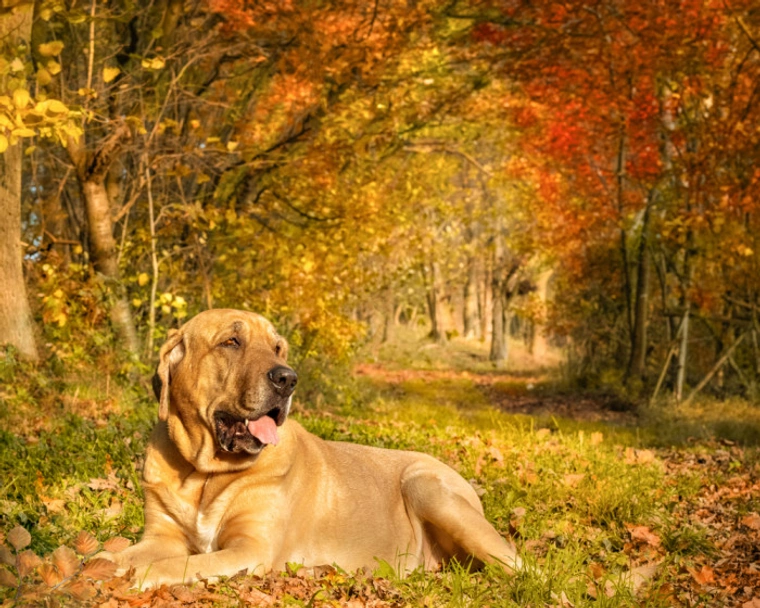 Broholmer Dogs Razza - Prezzo, Temperamento & Foto | AnnunciAnimali