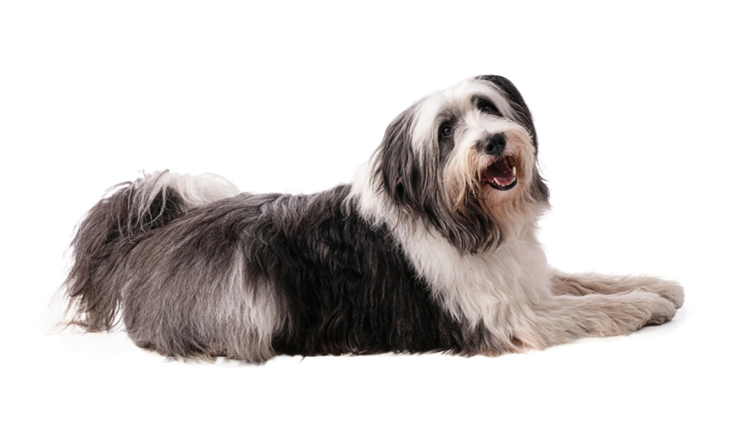 Polish Lowland Sheepdog Dogs Breed - Information, Temperament, Size & Price | Pets4Homes