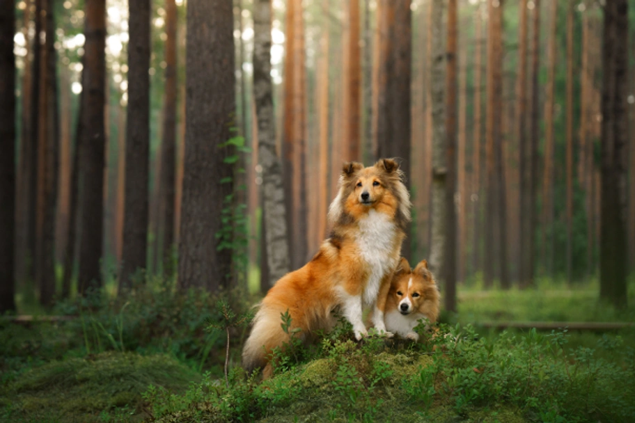 Shetland Sheepdog Dogs Breed - Information, Temperament, Size & Price | Lancaster Puppies