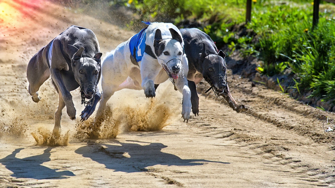 Greyhound Dogs Ras: Karakter, Levensduur & Prijs | Puppyplaats