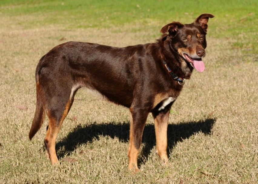 Kelpie Australiano Dogs Razza - Prezzo, Temperamento & Foto | AnnunciAnimali